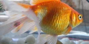 Cómo limpiar una pecera