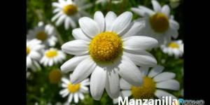 Cuáles son los tipos de plantas medicinales antiinflamatorias