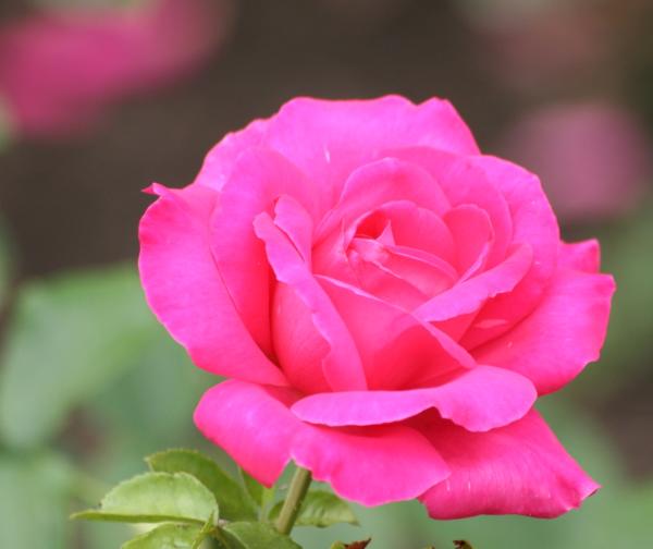 Cómo plantar un rosal