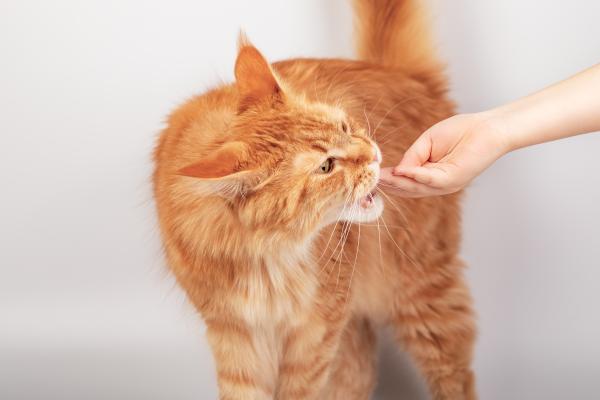 ¿Los gatos pueden comer calabaza? Conoce sus beneficios y cómo puedes dársela - ¿Cuánta y cómo dar calabaza a los gatos?