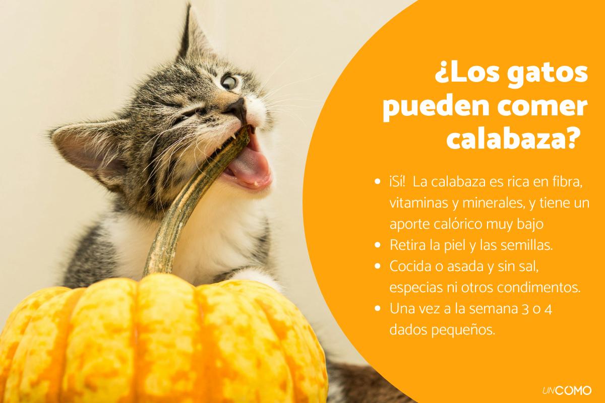 ¿Los gatos pueden comer calabaza? Conoce sus beneficios y cómo puedes dársela