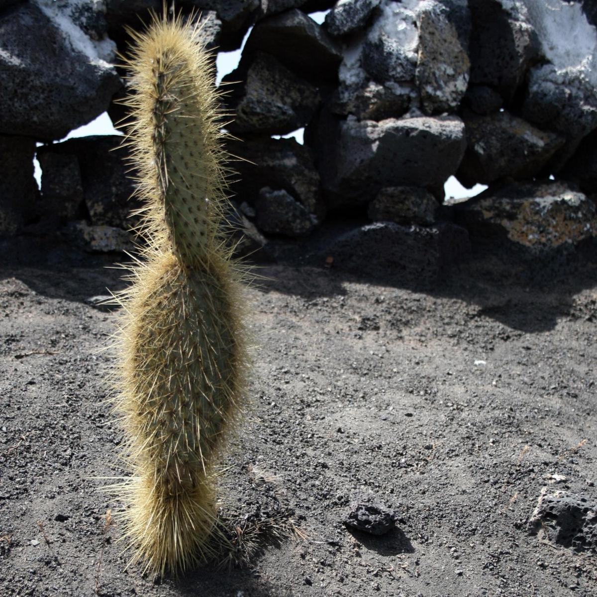 Cómo y cuándo trasplantar los cactus