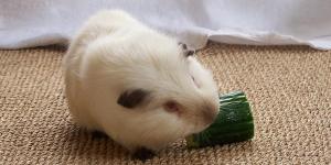 Cómo alimentar una cobaya