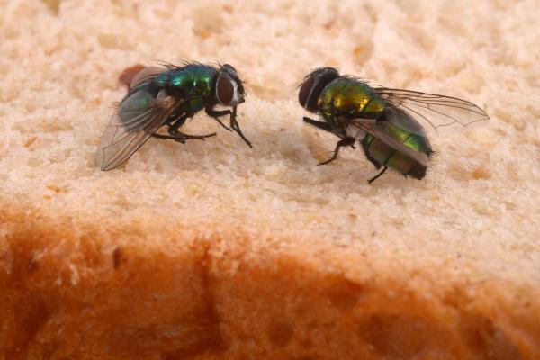 Por qué las moscas son tan pesadas - Por qué las moscas son tan molestas