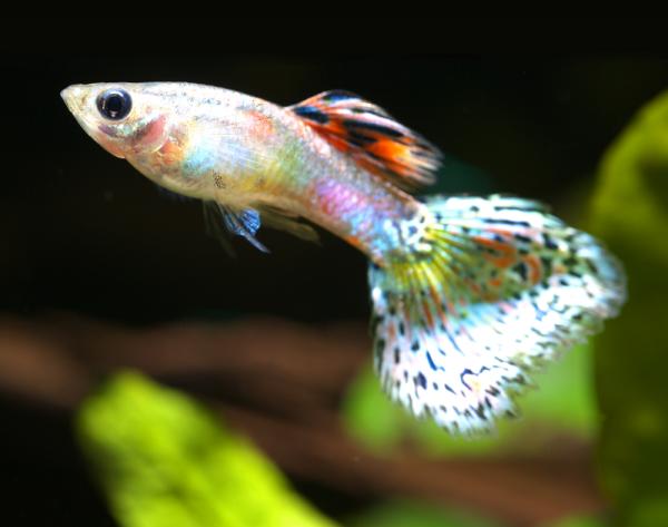 Cómo cuidar a un pez guppy