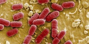 Cómo eliminar las bacterias del intestino con aceite mineral