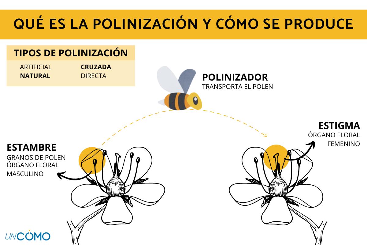 Qué es la polinización y cómo se produce