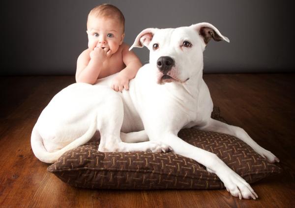 Por qué mi perro ataca a los niños - ¡respuestas y soluciones! - Cómo evitar que mi perro ataque a los niños