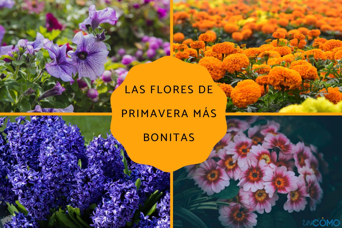 Las flores de primavera más bonitas