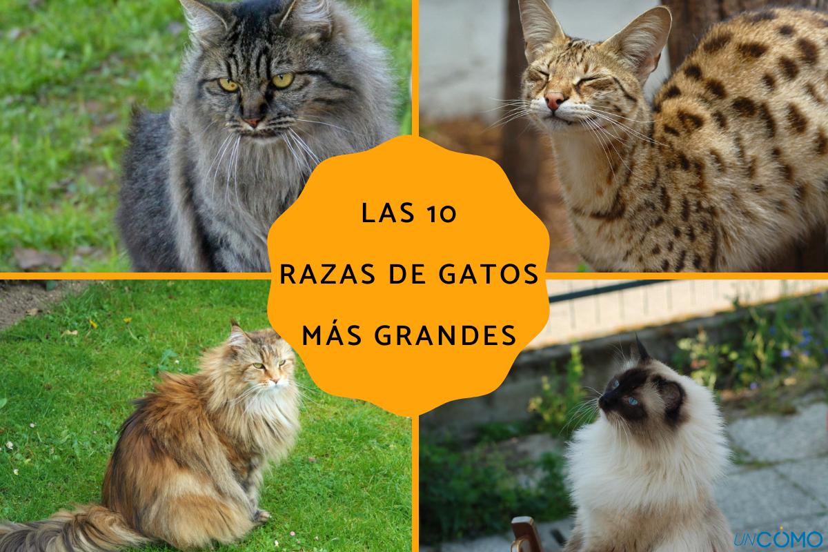 Las razas de gatos más grandes