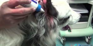 Cómo cuidar las orejas del perro