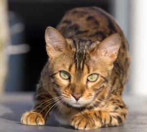 Cómo saber si mi gato está en celo