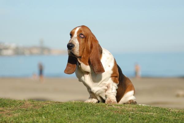 Razas de perros con patas cortas: conoce a estos adorables peludos - Basset Hound