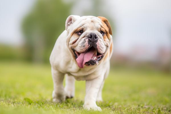 Razas de perros con patas cortas: conoce a estos adorables peludos - Bulldog inglés