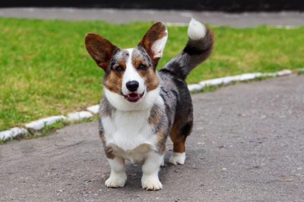 Razas de perros con patas cortas: conoce a estos adorables peludos - Corgi galés de Cardigan
