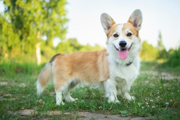 Razas de perros con patas cortas: conoce a estos adorables peludos - Corgi galés de Pembroke
