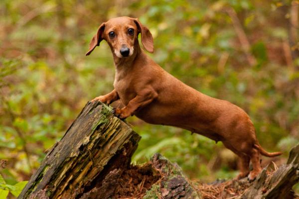 Razas de perros con patas cortas: conoce a estos adorables peludos - Dachshund (Perro salchicha)