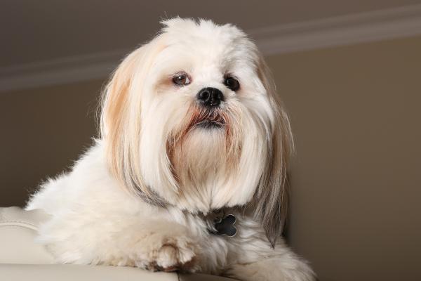 Razas de perros con patas cortas: conoce a estos adorables peludos - Lhasa Apso