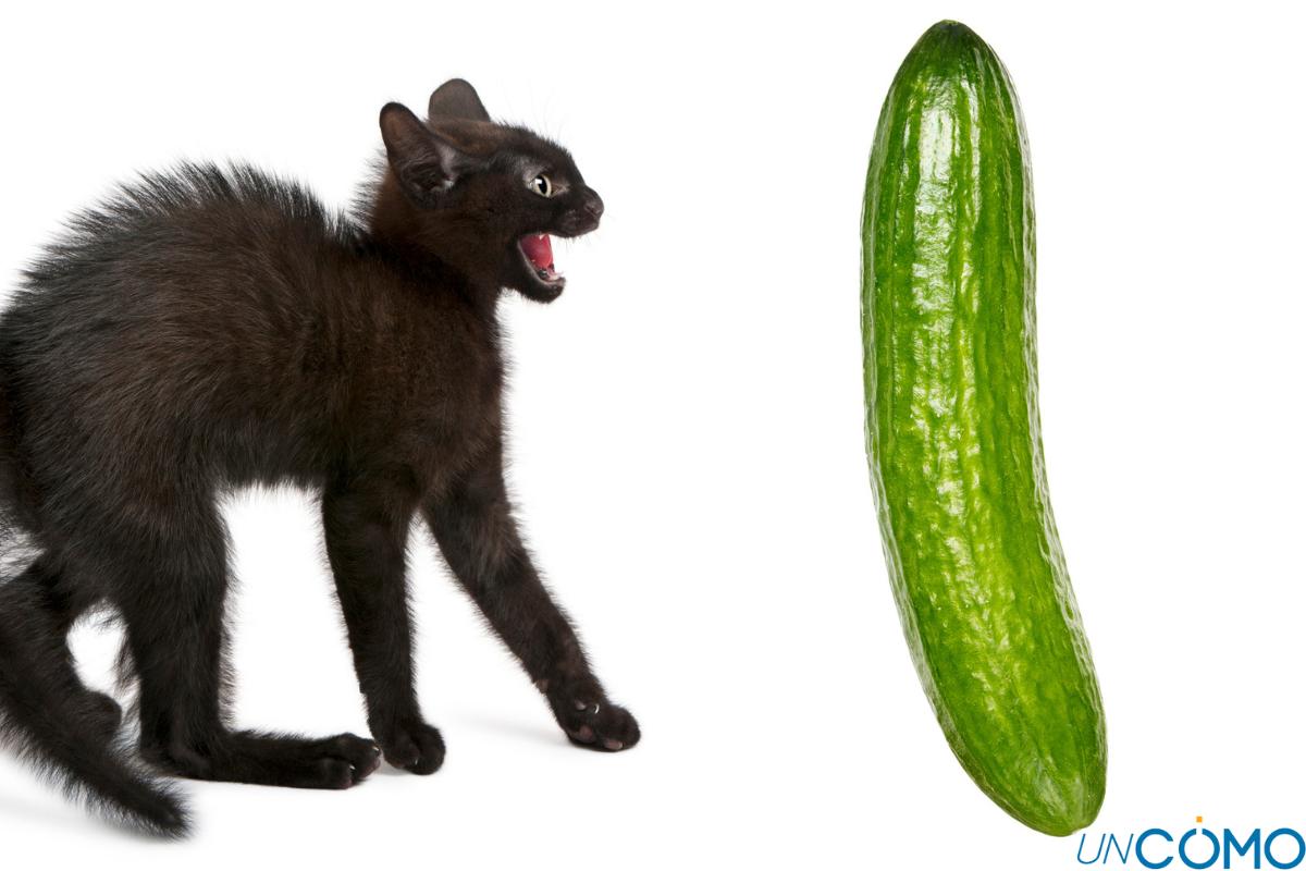 Por qué los gatos tienen miedo a los pepinos