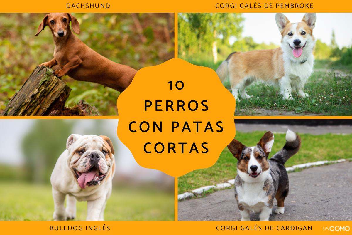 Razas de perros con patas cortas: conoce a estos adorables peludos