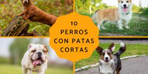 Razas de perros con patas cortas: conoce a estos adorables peludos