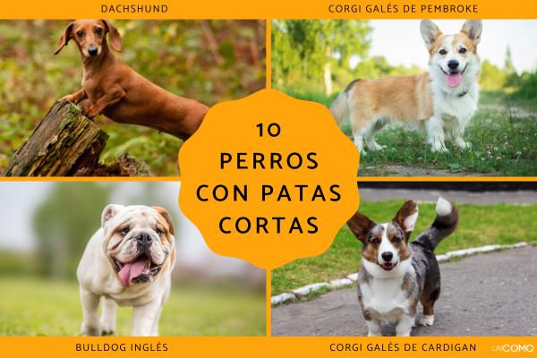 Razas de perros con patas cortas: conoce a estos adorables peludos