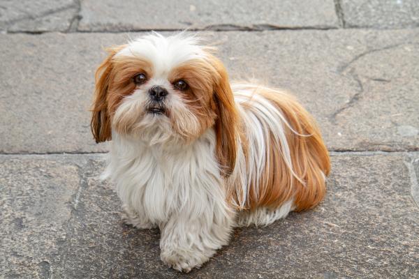 Razas de perros con patas cortas: conoce a estos adorables peludos - Shih Tzu 