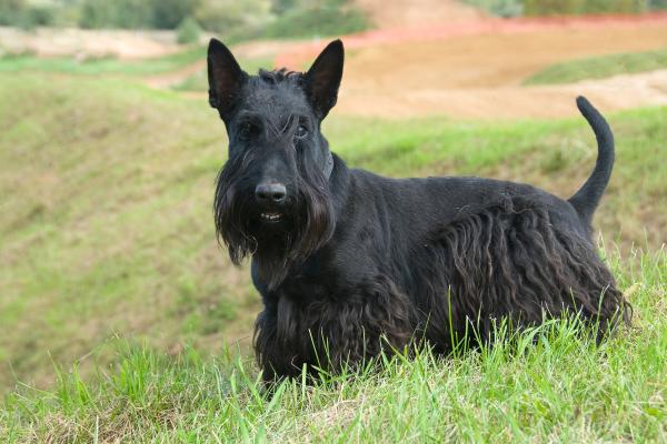 Razas de perros con patas cortas: conoce a estos adorables peludos - Terrier Escocés