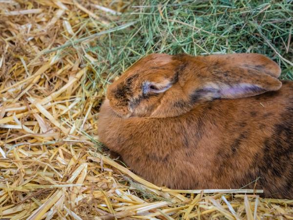 Cómo duermen los conejos - Curiosidades sobre cómo duermen los conejos