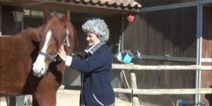 Cómo hacer estiramientos del cuello del caballo