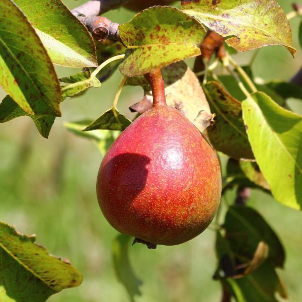 Cómo hacer pera al natural