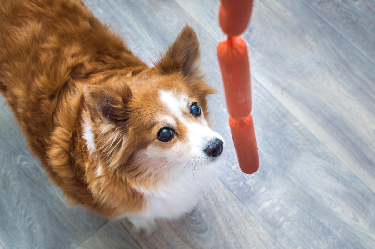¿Los perros pueden comer salchichas?
