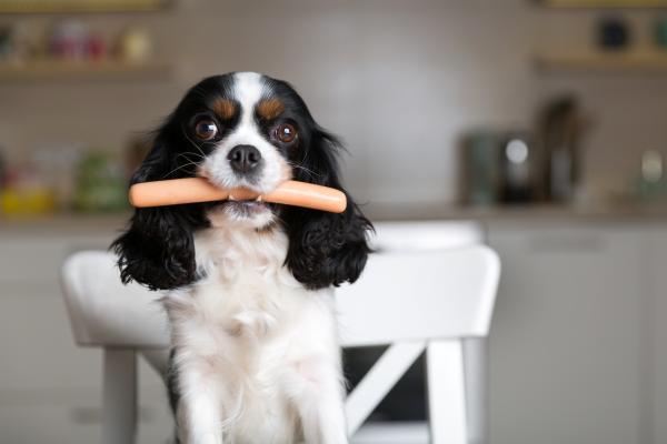 ¿Los perros pueden comer salchichas? - ¿Los perros pueden comer salchichas o no?