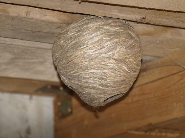 Cómo evitar que las avispas hagan nidos