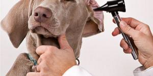 Cómo saber si mi perro tiene otitis