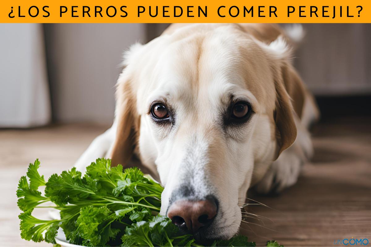 ¿Los perros pueden comer perejil? Descubre los beneficios de esta especia y cómo dársela