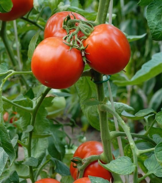 Cómo evitar plagas en las tomateras