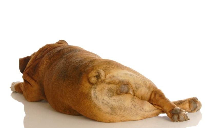 qué hace que los intestinos de un perro se inflamen