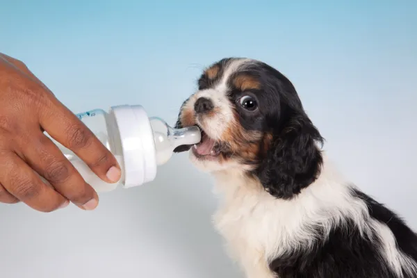 puedo darle leche a mi perra lactante