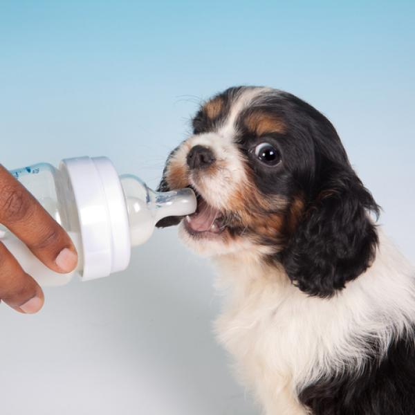 cuanta leche debe tomar un cachorro recien nacido