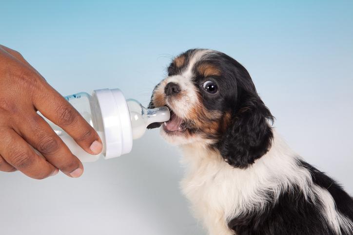 pueden los cachorros recién nacidos beber leche de almendras