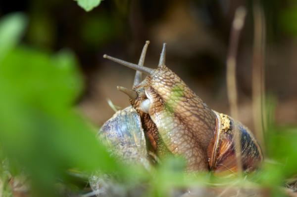 Cómo quitar las plagas de los rosales - Las plagas más comunes en rosales