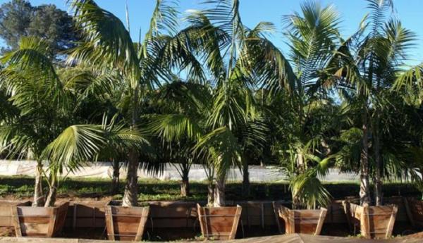 Los mejores tipos de palmeras para jardines y terrazas