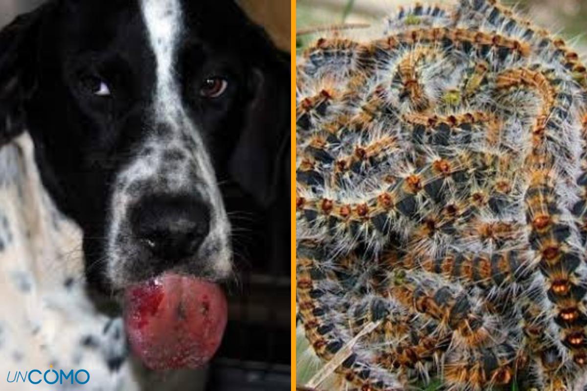 Qué hacer si a tu perro le pica una oruga procesionaria