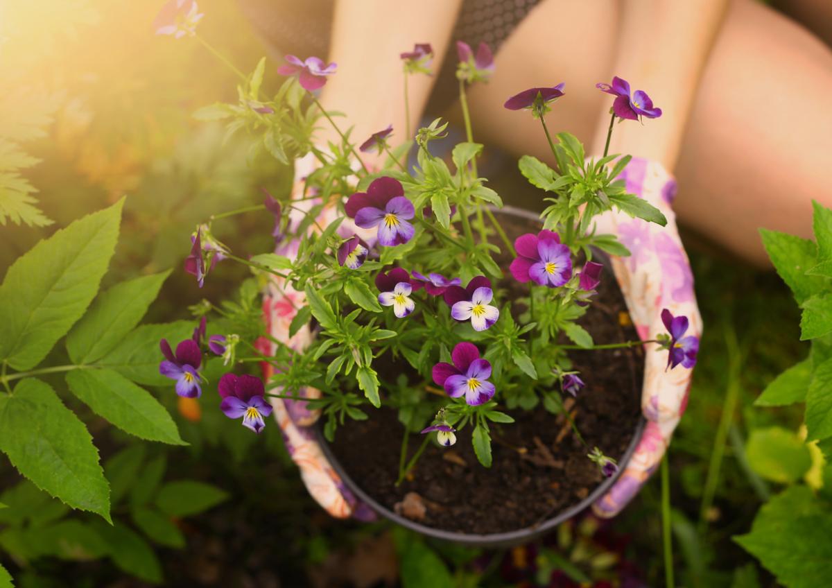 Cómo cuidar las flores de pensamientos