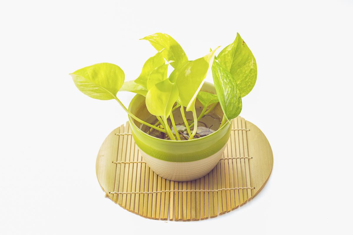 Plantas que purifican el aire