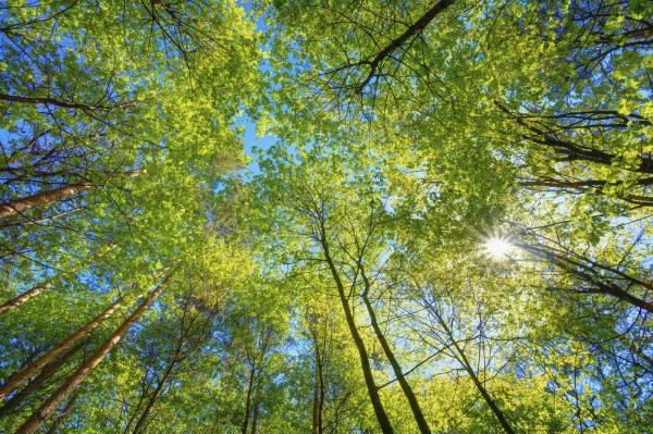 Plantas que purifican el aire - Por qué las plantas purifican el aire 