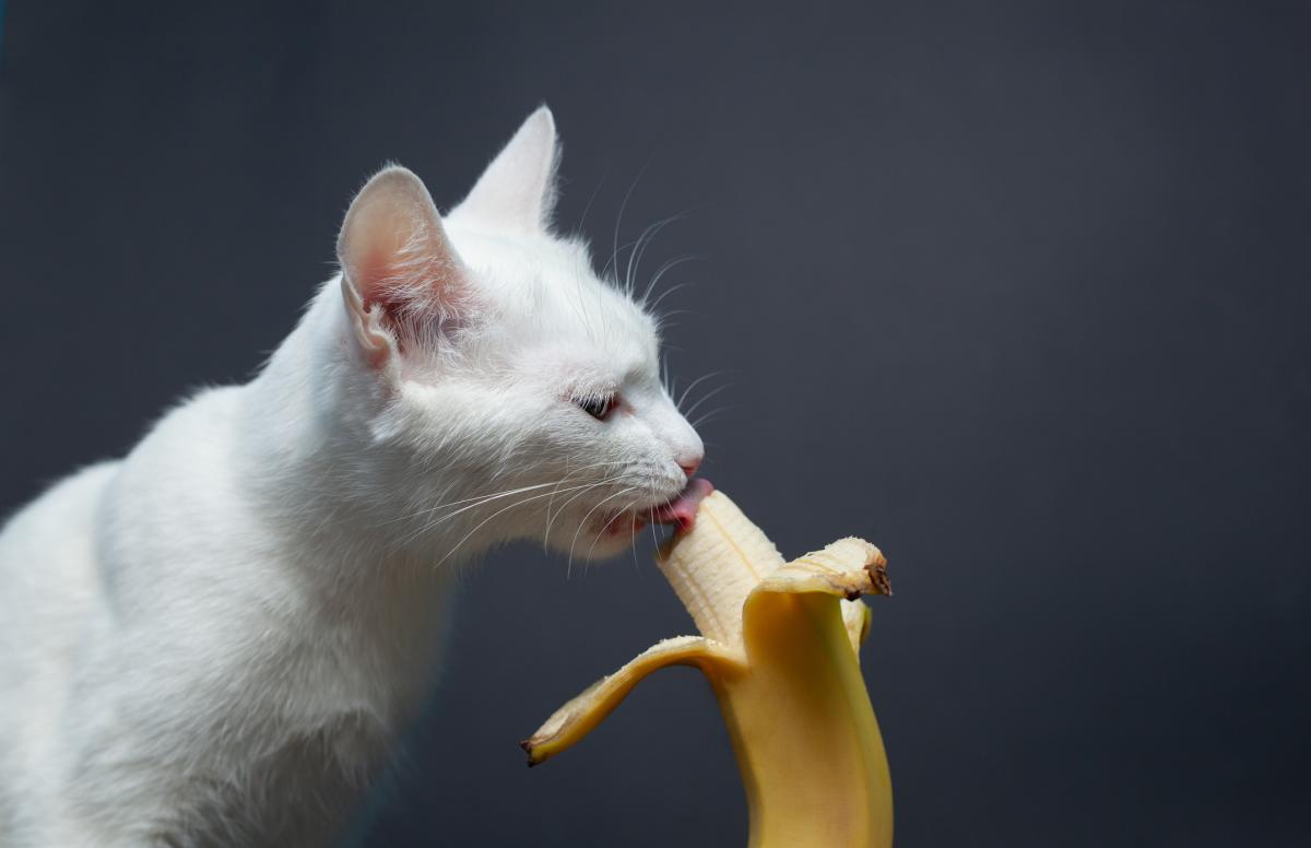 ¿Los gatos pueden comer plátano?