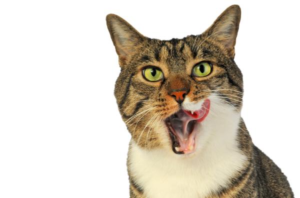 Cómo saber si a mi gato le duele la garganta - síntomas y qué hacer - Síntomas del dolor de garganta en gatos