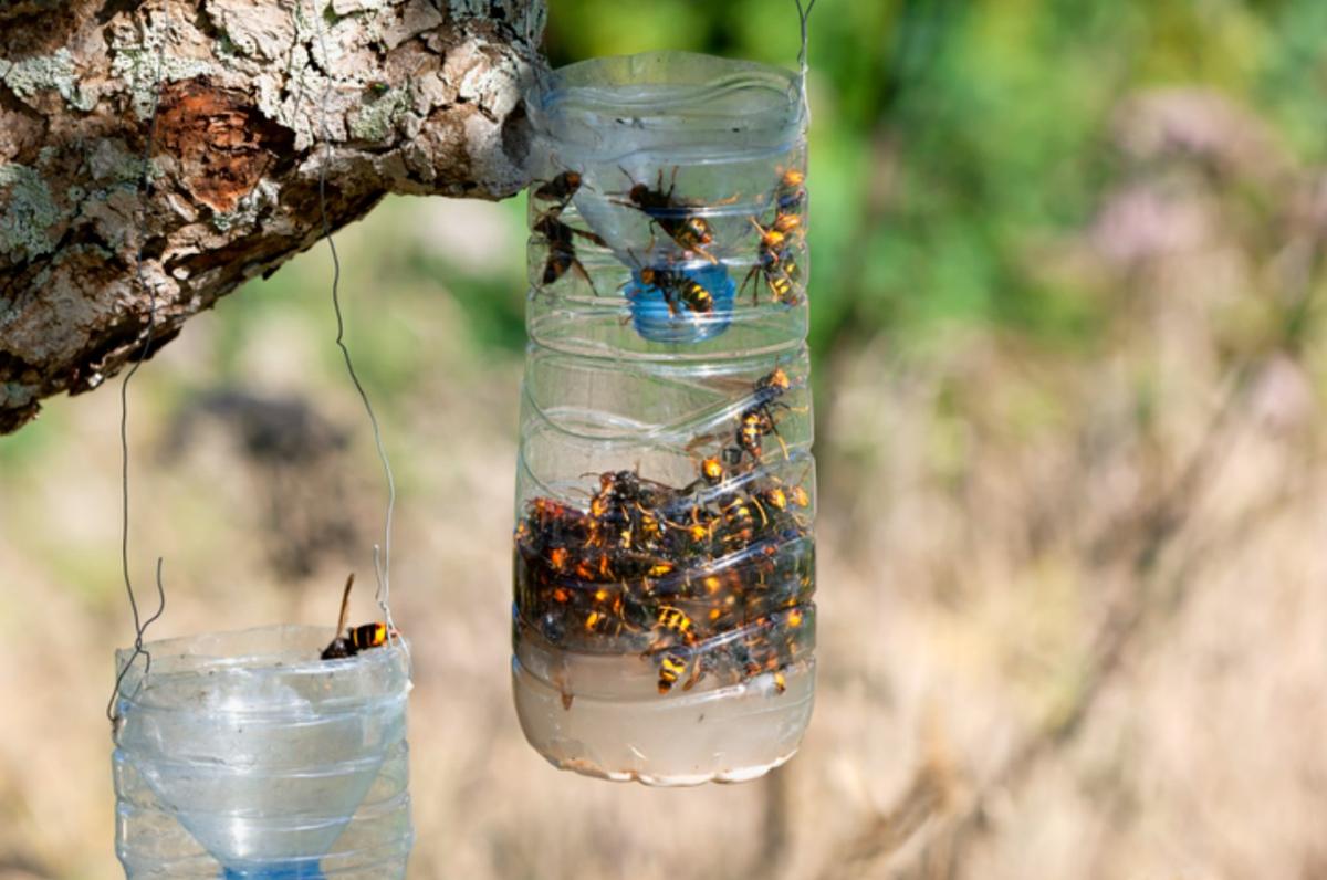 Cómo hacer una trampa para la avispa asiática con una botella